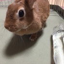 ネザーサンドトワーフ 茶 里親募集 - その他
