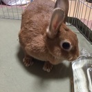 ネザーサンドトワーフ 茶 里親募集 − 東京都