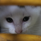 お一人住まい、カップル、遠方へのお届け等はといませんが、室内飼い...