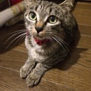 里親さん募集中