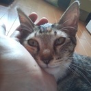 ４～５ヶ月の可愛い子猫の家族になってください