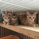 生後3.4ヶ月の子猫たち。里親募集です。