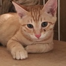 生後3.4ヶ月の子猫たち。里親募集です。 - 猫
