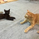 とても可愛い美猫ちゃん３匹です♫  男の子２匹、女の子１匹☆一生大切にご家族として迎えて下さる優しい里親さんを待っています。 - 里親募集