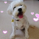 犬友達LINE