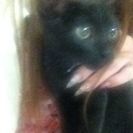 黒猫ちゃん美形な仔猫♂