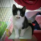 黒白子猫の里親様を募集します！超フレンドリー、安心して飼育できます♪ - 青森市