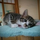 兄弟姉妹子猫４匹の、里親様を募集します！ - 猫