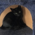 先住猫ともスグに仲良くなれる甘えたさん♫黒猫のとても可愛い女の子...