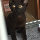 先住猫ともスグに仲良くなれる甘えたさん♫黒猫のとても可愛い女の子 るなです☆一生大切に育てて下さる里親さんを探しています。 - 猫