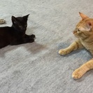 先住猫ともスグに仲良くなれる甘えたさん♫黒猫のとても可愛い女の子 るなです☆一生大切に育てて下さる里親さんを探しています。 − 大阪府