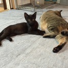 先住猫ともスグに仲良くなれる甘えたさん♫黒猫のとても可愛い女の子 るなです☆一生大切に育てて下さる里親さんを探しています。 - 里親募集