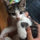 とっても元気な男の子♪  只今1ヶ月半です。