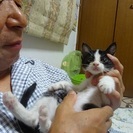 生後1カ月半女の子の里親さまを探しています。急募です！