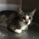 若いお母さん猫、避妊手術済みです。 - 国頭郡