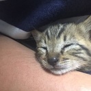 【再募集】7月に募集させていただいた仔猫です