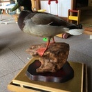 剥製 カモの画像