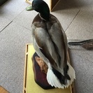 剥製 カモの画像