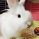 7ヶ月人懐っこいウサギです