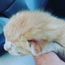 元気なネコの赤ちゃん😺