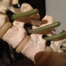 骨の模型の画像