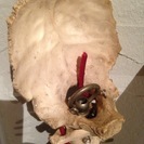 骨の模型の画像