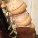 骨の模型の画像