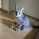 キジトラの子猫の里親を探しています！