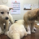 【問い合わせ多数のため一時停止】里親募集 雑種 ミックス 生後1...
