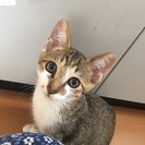 生後半年ほどのやんちゃな男の子