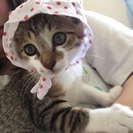 生後半年ほどのやんちゃな男の子 - 猫
