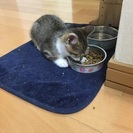 生後半年ほどのやんちゃな男の子 − 北海道