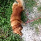 ダックス×スピッツ 雑種 7才 雄 中型犬 − 島根県