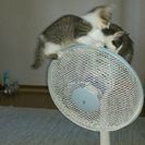 子猫もらって下さい