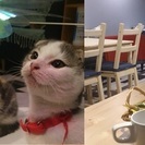 ★ビジネス街のアットホームな猫カフェ！で働きませんか？の画像