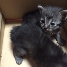 【生後二ヶ月☆彡.。】かわいい子猫の親御さんになりませんか？(*...