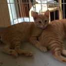 生後3.4ヶ月の子猫たち。里親募集です。 − 広島県