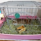 ウサギ