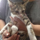 キジ白ちゃん 約2カ月半