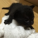 猫好きの方！