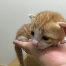 猫好きの方！ - 甲賀市