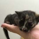 猫好きの方！ - 猫
