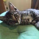 かわいい子猫ちゃん　