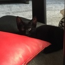クリクリお目目がとても可愛い病院でも評価の美猫ちゃん♫黒猫の仔猫  ソラです☆一生大切に育てて下さる里親さんを探しています。 - 門真市
