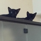 クリクリお目目がとても可愛い病院でも評価の美猫ちゃん♫黒猫の仔猫  ソラです☆一生大切に育てて下さる里親さんを探しています。 - 猫