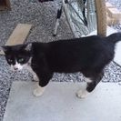 【野良猫】里親さま募集【ハチワレ】