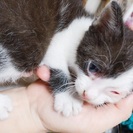 仔猫2匹の里親さん探しています。 - 越谷市