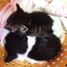仔猫2匹の里親さん探しています。 - 猫