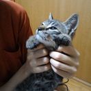 里親募集