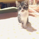 一時受付停止中！可愛い子猫の里親募集！